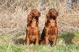 SETTER IRLANDAIS 293